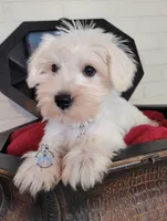 Ivy, a female Miniature Schnauzer for sale in Fairhope, AL – Photo 3 of 7