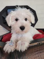 Ivy, a female Miniature Schnauzer for sale in Fairhope, AL – Photo 7 of 7