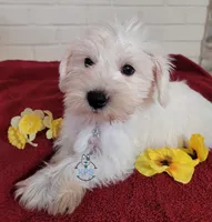 Ivy, a female Miniature Schnauzer for sale in Fairhope, AL – Photo 2 of 7