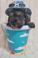 Wilson, a male Miniature Schnauzer for sale in Fairhope, AL – Photo 5 of 9