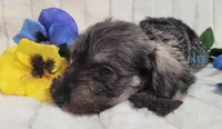 Wilson, a male Miniature Schnauzer for sale in Fairhope, AL – Photo 7 of 9