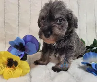 Wilson, a male Miniature Schnauzer for sale in Fairhope, AL – Photo 8 of 9