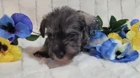 Wilson, a male Miniature Schnauzer for sale in Fairhope, AL – Photo 3 of 9