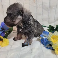 Wilson, a male Miniature Schnauzer for sale in Fairhope, AL – Photo 9 of 9