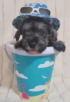 Wilson, a male Miniature Schnauzer for sale in Fairhope, AL – Photo 4 of 9