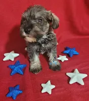 Wilson, a male Miniature Schnauzer for sale in Fairhope, AL – Photo 1 of 9