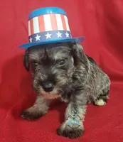 Wilson, a male Miniature Schnauzer for sale in Fairhope, AL – Photo 2 of 9