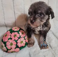 Remy, a female Miniature Schnauzer for sale in Fairhope, AL – Photo 6 of 9