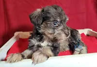 Remy, a female Miniature Schnauzer for sale in Fairhope, AL – Photo 7 of 9