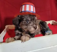 Remy, a female Miniature Schnauzer for sale in Fairhope, AL – Photo 3 of 9