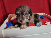 Remy, a female Miniature Schnauzer for sale in Fairhope, AL – Photo 8 of 9
