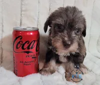 Remy, a female Miniature Schnauzer for sale in Fairhope, AL – Photo 5 of 9