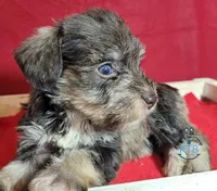 Remy, a female Miniature Schnauzer for sale in Fairhope, AL – Photo 4 of 9