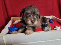 Remy, a female Miniature Schnauzer for sale in Fairhope, AL – Photo 9 of 9