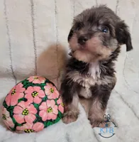 Remy, a female Miniature Schnauzer for sale in Fairhope, AL – Photo 1 of 9