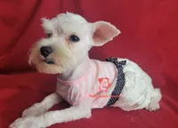Dolly, a female Miniature Schnauzer for sale in Fairhope, AL – 2 of 9