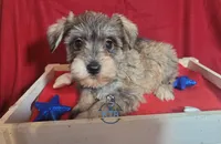 Stacey, a female Miniature Schnauzer for sale in Fairhope, AL – Photo 5 of 6