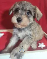 Stacey, a female Miniature Schnauzer for sale in Fairhope, AL – Photo 1 of 6