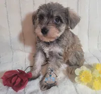 Stacey, a female Miniature Schnauzer for sale in Fairhope, AL – Photo 6 of 6