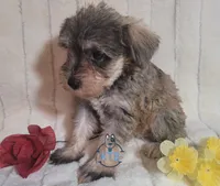 Stacey, a female Miniature Schnauzer for sale in Fairhope, AL – Photo 4 of 6