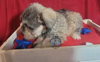 Stacey, a female Miniature Schnauzer for sale in Fairhope, AL – Photo 3 of 6