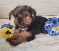 Milady--AKC, a female Yorkshire Terrier for sale in Fairhope, AL – Photo 3 of 4
