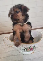 Milady--AKC, a female Yorkshire Terrier for sale in Fairhope, AL – Photo 4 of 4