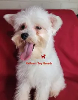 Dolly, a female Miniature Schnauzer for sale in Fairhope, AL – 5 of 8