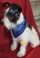 Cracker Jack, a male Miniature Schnauzer for sale in Fairhope, AL – Photo 2 of 2