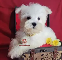 Dolly, a female Miniature Schnauzer for sale in Fairhope, AL – 8 of 9