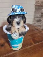 Ritter, a male Miniature Schnauzer for sale in Fairhope, AL – Photo 2 of 10