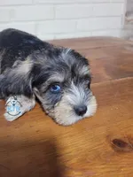 Ritter, a male Miniature Schnauzer for sale in Fairhope, AL – Photo 10 of 10