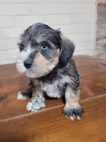 Ritter, a male Miniature Schnauzer for sale in Fairhope, AL – Photo 5 of 10