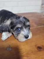 Ritter, a male Miniature Schnauzer for sale in Fairhope, AL – Photo 8 of 10