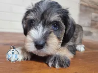 Ritter, a male Miniature Schnauzer for sale in Fairhope, AL – Photo 6 of 10
