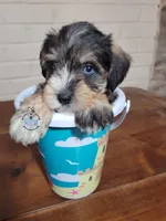 Ritter, a male Miniature Schnauzer for sale in Fairhope, AL – Photo 3 of 10