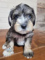 Ritter, a male Miniature Schnauzer for sale in Fairhope, AL – Photo 9 of 10
