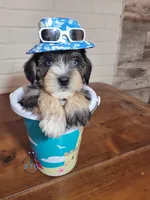 Ritter, a male Miniature Schnauzer for sale in Fairhope, AL – Photo 4 of 10