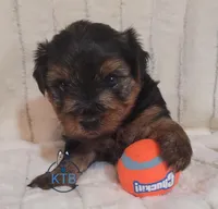 Donny--AKC, a male Yorkshire Terrier for sale in Fairhope, AL – Photo 4 of 5