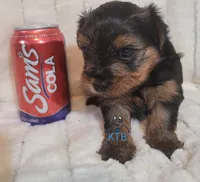 Donny--AKC, a male Yorkshire Terrier for sale in Fairhope, AL – Photo 3 of 5