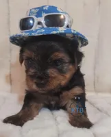 Donny--AKC, a male Yorkshire Terrier for sale in Fairhope, AL – Photo 2 of 5