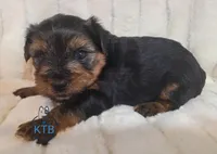 Donny--AKC, a male Yorkshire Terrier for sale in Fairhope, AL – Photo 5 of 5