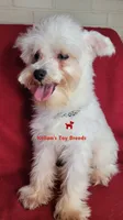 Dolly, a female Miniature Schnauzer for sale in Fairhope, AL – 1 of 8