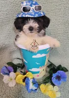 Nugget, a male Yorkshire Terrier for sale in Fairhope, AL – Photo 4 of 8