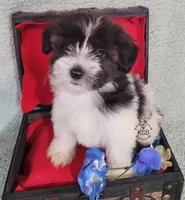 Nugget, a male Yorkshire Terrier for sale in Fairhope, AL – Photo 7 of 8