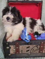 Nugget, a male Yorkshire Terrier for sale in Fairhope, AL – Photo 8 of 8