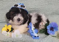 Nugget, a male Yorkshire Terrier for sale in Fairhope, AL – Photo 3 of 8