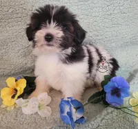 Nugget, a male Yorkshire Terrier for sale in Fairhope, AL – Photo 1 of 8