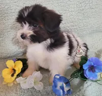 Nugget, a male Yorkshire Terrier for sale in Fairhope, AL – Photo 2 of 8