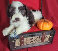 Wolfgang, a male Miniature Schnauzer for sale in Fairhope, AL – Photo 6 of 8